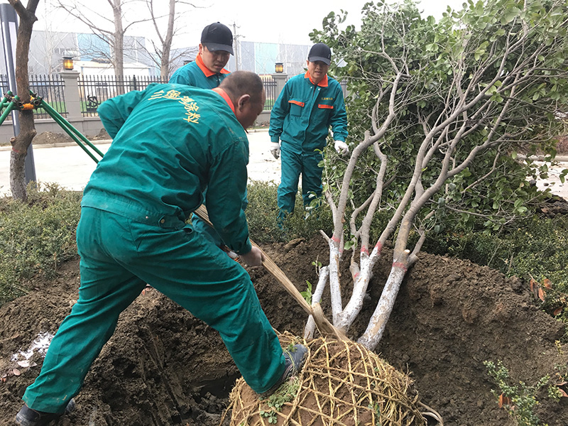 兰堡湾植树节