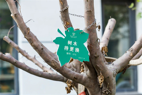 这么好的树全部被连根拔掉？引发不少民权人关注